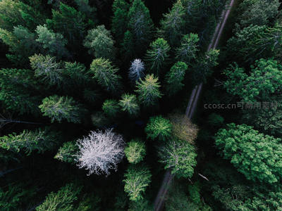 森林顶冠俯视图，小径穿梭其间