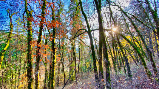 阳光穿透秋林，苔藓覆盖树干