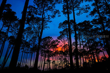 暮色中森林剪影与绚烂晚霞