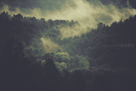 云雾缭绕的山谷森林秘境