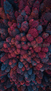 航拍视角下的奇幻森林树冠