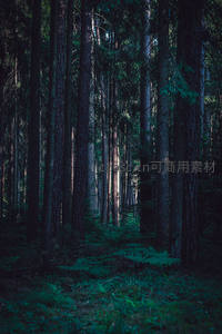 幽深森林中的静谧秘径