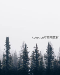 薄雾笼罩的孤寂松林