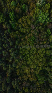 俯瞰茂密森林的绿色地毯