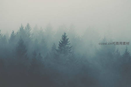 薄雾笼罩的松林，静谧如画
