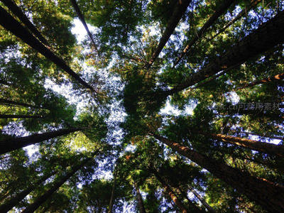 仰望参天古木，阳光斑驳