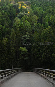 桥通幽径，绿意盎然山林间