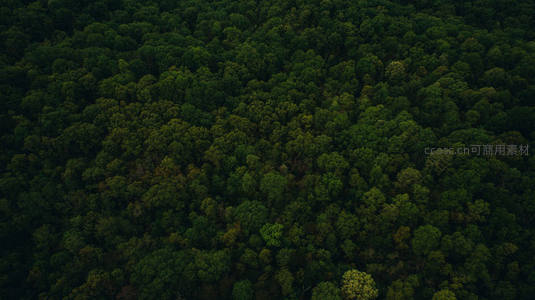 俯瞰无垠森林，绿意盎然如海