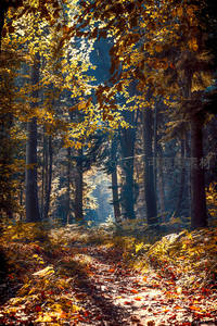 林间小径，落叶铺就金色梦境