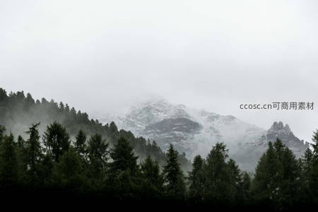 云雾缭绕雪山，松林静默守护
