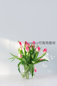 阳光下的粉色郁金香