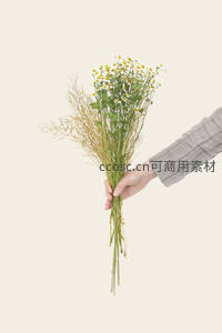 手握一束干雏菊，简约素雅背景衬托