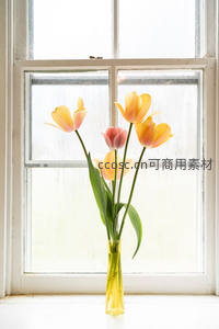 窗台黄色郁金香沐浴柔光静美