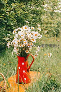 橙色波点水壶盛满雏菊置于田野间