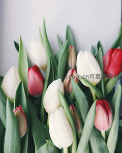 白红相间的郁金香花束特写