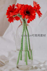 红艳非洲菊映衬透明水瓶清雅