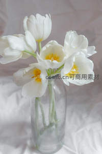 洁白郁金香静置玻璃瓶中如诗