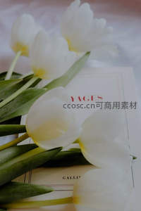 白郁金香轻倚书页文艺气息浓