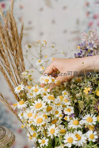 手轻触雏菊花束温柔瞬间