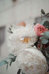 洁白牡丹与粉玫瑰的温柔邂逅