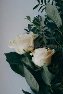 奶油玫瑰与绿叶的静谧角落