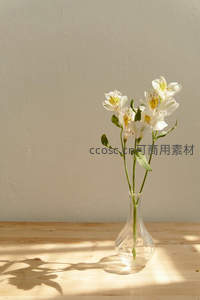 阳光洒在木质桌面上，白色六出花在玻璃瓶中静静绽放。