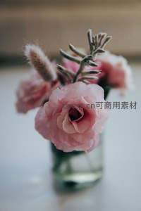 玻璃瓶中柔美粉玫瑰特写