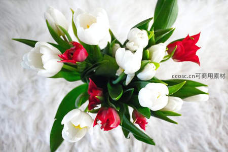 红白郁金香花束俯拍于柔软毛毯