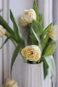 淡雅黄郁金香在白色花瓶中绽放