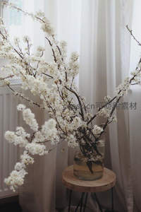 玻璃瓶中盛放的白色樱花枝条静美