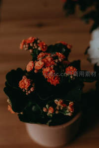 暖光下橙色长寿花盆栽静谧绽放