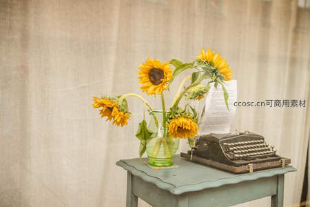 复古打字机旁的向日葵静物写真