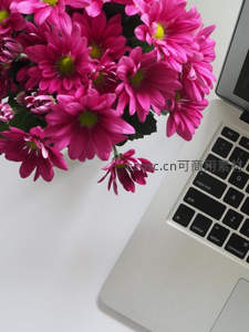 粉色菊花旁银色笔记本电脑