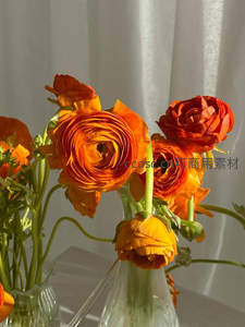 橙色毛茛在光线下绽放，如火焰般热烈