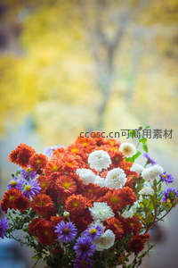 秋日菊丛绽放，色彩斑斓如画