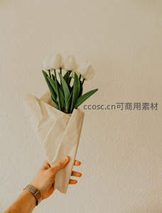 简约白郁金香，温柔献礼