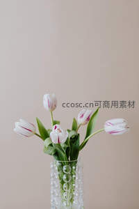 白紫条纹郁金香插于玻璃花瓶中