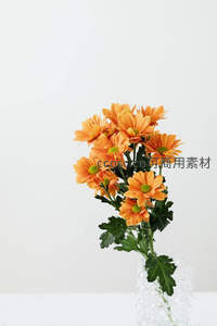 橙色菊花在透明花瓶中绽放，清新自然