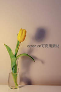 单支黄郁金香静置于玻璃花瓶中
