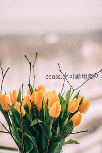 橙色郁金香与枯枝的搭配