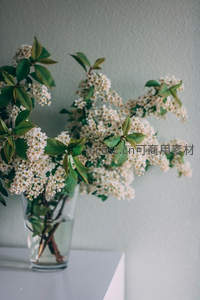 白色小花静置于玻璃花瓶中