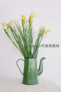 绿色水壶中插着淡黄水仙花