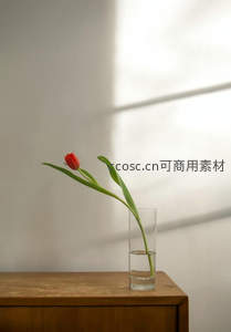 单支红郁金香静置木柜之上