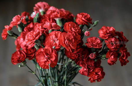 热烈绽放的红色康乃馨：微距特写之美