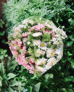 俯拍视角下粉白雏菊花束置于绿植丛中