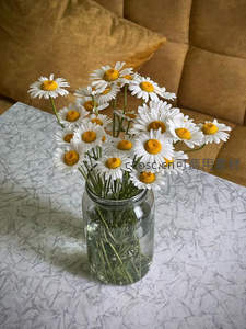 雏菊盛放玻璃瓶，温馨家居一角