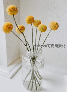 金球花静置窗台，简约自然之美