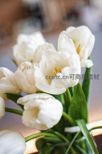 洁白郁金香在柔和光线下绽放
