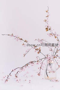 粉色樱花枝条插于透明玻璃瓶中绽放春意