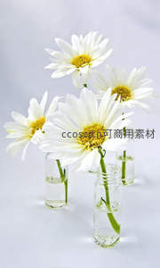 雏菊单枝插于透明玻璃瓶中